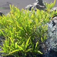 Acacia heterophylla Tamarin des hauts Bonsa ï Fabaceae Endémique La Réunion 1486.jpeg